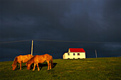 Islandpferde und Haus, Hrutafjördur, Island