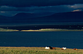 Islandpferde, Panorama, Hunafjord Norden, Island