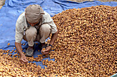 Man harvesting dates, Foreman Mahoud, Senoussi Ben Bahi, Tozeur, Tunesia, Africa