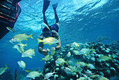 Schnorchelguide füttert Fische an, Grand Cayman Cayman Islands, Karibik