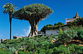 Tausendjaehriger Drachenbaum, Icod de los Vinos, Tenerife, Canary Islands, Spain