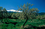 Mandelbluete bei Aldeire, Sierra Nevada, Prov.Granada Andalusien, Spanien