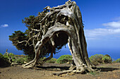 Wacholderbaum, El Sabinar, El Hierro, Kanarische Inseln, Spanien