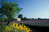 Lavendelfeld, Provence, Frankreich