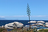 Boulders Beach, South Africa, Africa