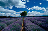 Lavendelfeld m. Mandelbaum, Alpes de Haute Provence Provence, Frankreich