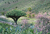 Drachenbaum v. Agalan, bei Alajero, Mandelblüte, La Gomera, Kanarische Inseln