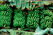 Bananenstauden, La Gomera Kanarische Inseln, Spanien