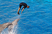 Dolphin Show, Valencia, Spain
