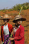 Women working in field, Burma, Landwirtschaft bei Pindaya, threshing sesame plants to separate the seeds used for oil, Dreschen von getrocknete Sesampflanzen, Feldarbeiterinnen, Feldarbeit