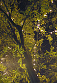 Baum mit Lichterkette bei Nacht, Madrid, Spanien, Europa