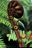 Tree fern frond, koru, Baumfarn, Close-up of a curled tree fern frond, Farnkraut, new growth, the spiral design is found in Maori artwork, symbolizing new growth, Die Spiralform der junge Farn nennen die Maori koru, Spirale findet man ueberall in Maori Ku