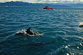 Delfine begleiten Besichtigungsboot, Kaikoura, Neuseeland, Ozeanien