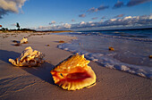 Beach with Shells, Cat Island, Bahamas