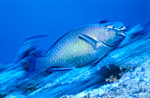 Parrot Fish, Indian Ocean Maledives Islands