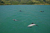 Swimming with dolphins, Banks Peninsula, Schwimmen mit Delfine, South Island