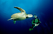 Green Turtle and Diver, Chelonia mydas, Malaysia, Sipadan, Borneo, Celebessee
