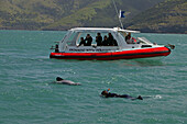 Taucher schwimmt mit Delfinen vor der Küste der Banks Halbinsel, Südinsel, Neuseeland, Ozeanien