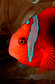 Tomato clownfish, Amphiprion frenatus, Thailand, Indian Ocean, Phuket, Similan Islands