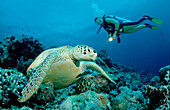 Suppenschildkröte und Taucher, Green Turtle and sc, Green Turtle and scuba diver, Chelonia mydas