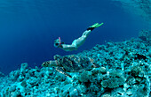 Hawksbill Turtle and Skin Diver, Eretmochelys imbricata, Maldives, Indian Ocean, Meemu Atoll