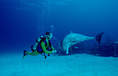 Grosser Tuemmler, Delphin, Delfin und Taucher, Tursiops truncatus, Bahamas, Karibisches Meer, Karibik, Grand Bahama