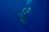 Silky shark and scuba diver, Carcharhinus falciformis, Egypt, Red Sea, Brother Islands