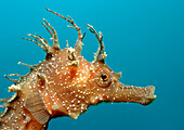 Speckled Seahorse, Long-snouted seahorse, Hairy Seahorse , Hippocampus guttulatus, Spain, Mallorca, Mediterranean Sea