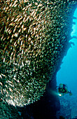 Pygmy sweeper and scuba diver, wreckdiving, Parapriacanthus ransonneti, Egypt, Red Sea, Hurghada