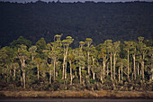 Forest, Tahakapo River, Catlins, dense Podocarp forest, Tahakopa River, remote, virgin forest, native bush, southern New Zealand, South Island