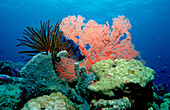 Korallenriff, Korallen, Coral Reef, corals