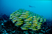 Fuenfstreifen-Schnapper und Taucher, Fivelined snap, Fivelined snapper and scuba diver, Lutjanus quinquelineatus