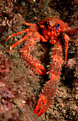 Bunter Springkrebs, crab, Galathea strigosa