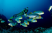 Orient-Suesslippen und Taucher, Oriental sweetlips a, Oriental sweetlips and scuba diver, Plectorhinchus vittatus