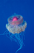 Crown jellyfish, Netrostoma setouchina, Egypt, Africa, Sinai, Ras Mohammed, Red Sea