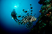 Lionfish and scuba diver, Pterois volitans, Papua New Guinea, Pacific ocean