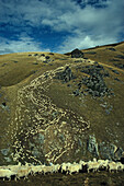 Sheep going down from mountain pasture in autumn, Garvie Mountains, South Island, New Zealand, New Zealand, Oceania