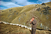 mustering sheep, South Island, New Zealand