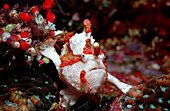 Warzen-Anglerfisch, Dwarty frogfish, antennarius m, antennarius maculatus