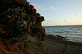 Flowering Pohutukawa tree on shore at sunset, Coromandel Peninsula, Pohutukawa Coast, North Island, New Zealand, Oceania