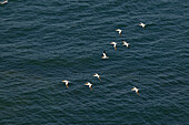 Gannets in flight, Coromandel Peninsula, Gannets, sea birds, North Island, New Zealand, Coromandel Halbinsel, Basstoelpel, Basstölpel, Vögel