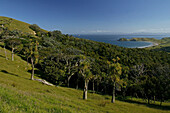 Blick auf Wald und Küstenlandschaft im Sonnenlicht, Port Jackson, Cape Colville, Coromandel Halbinsel, Nordinsel, Neuseeland, Ozeanien