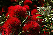 Close up of red Pohutukawa blossom, Coromandel Peninsula, Pohutukawa Coast, North Island, New Zealand, Oceania