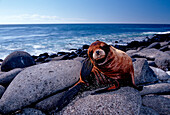 Galapagos-Seeloewe, FUR SEA LION, ARCTOCEPHALUS GAL, ARCTOCEPHALUS GALAPAGOENSIS
