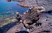 Galapagos, Meerechse, Marine Iguana, Amblyrhynchu, Amblyrhynchus cristatus