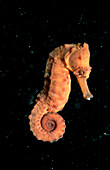 Longsnout Seahorse, Hippocampus reidi