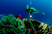 Coral grouper and scuba diver, Cephalopholis miniata, Egypt, Red Sea, St. John´s Reef