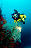 Roehrenwurm und Taucher, Fan worm and scuba diver, Spirographis spallanzani