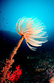 Roehrenwurm, Fan worm, Spirographis spallanzani