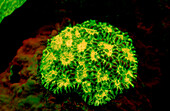 Fluoreszierende Steinkoralle, Korallenfluoreszenz, Fluoresce hard coral, Coral fluorescenc